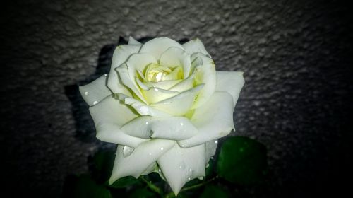 flower petal rose