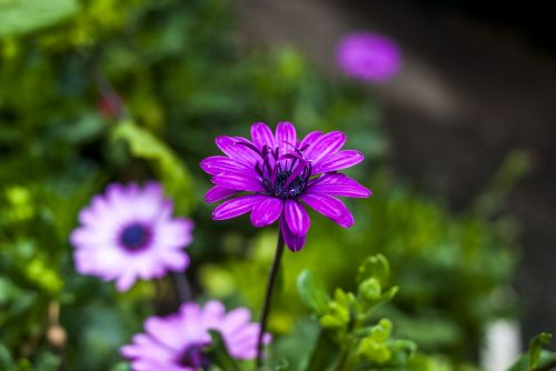 flower nature plant