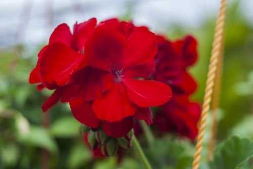 flower nature plant