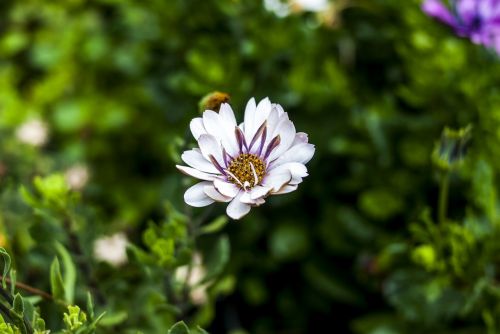 flower nature plant