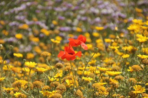 flower nature plant