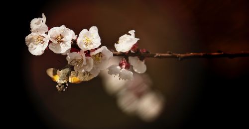 flower nature tree