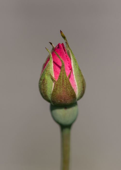 flower nature leaf