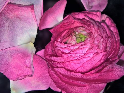 flower ranunculus single bloom