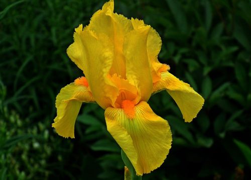 flower iris yellow