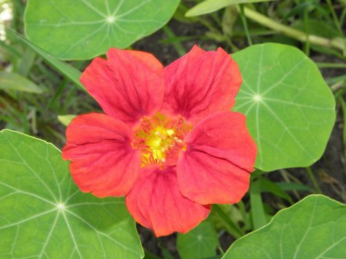 flower nasturtium nature