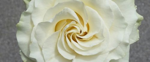 flower rosa white rose