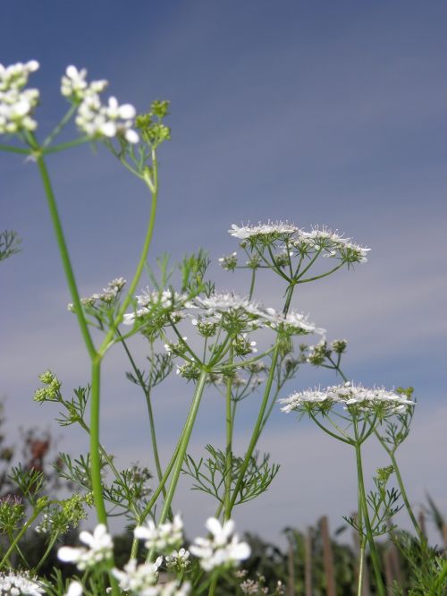 flower plant nature