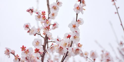 flower nature cherry wood