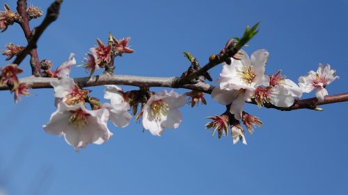flower branch almond tree