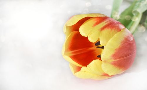flower tulip background