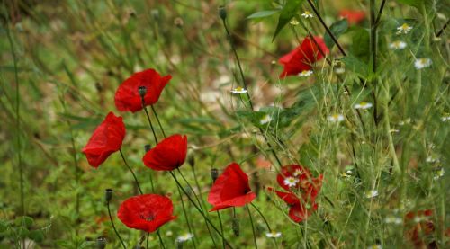 flower poppy red