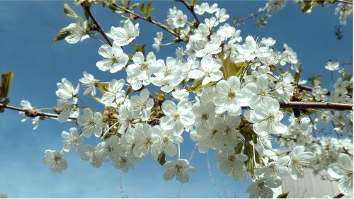 flower plum branch