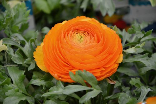 flower plant ranunculus orange color