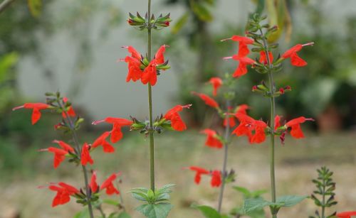 flower nature plant