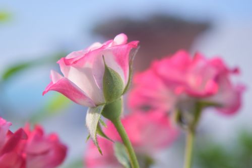 flower nature rose