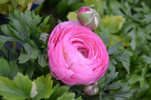 flower flower buttercup bud