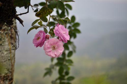 flower flora nature