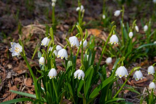 flower snowdrop nature