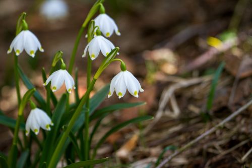 flower snowdrop nature