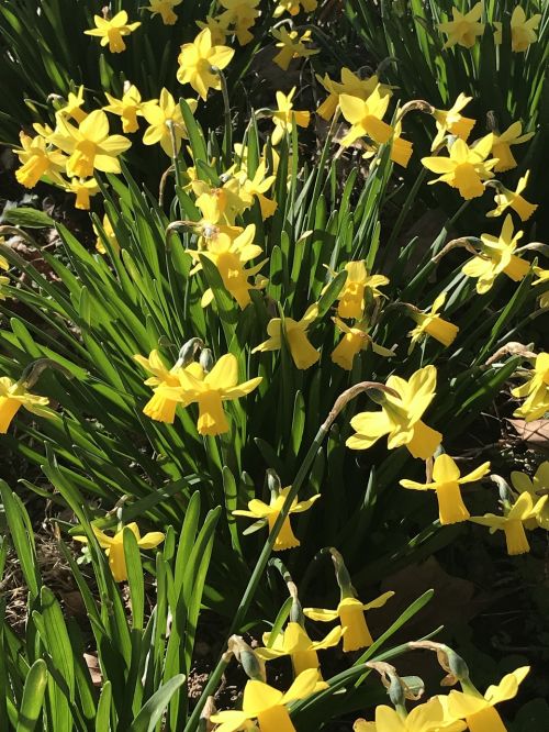 flower daffodil easter