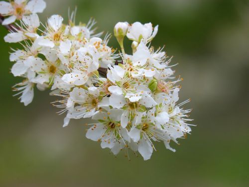 flower nature plant