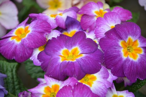 flower primrose color purple nature