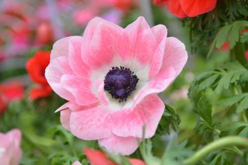 flower plant pink flower