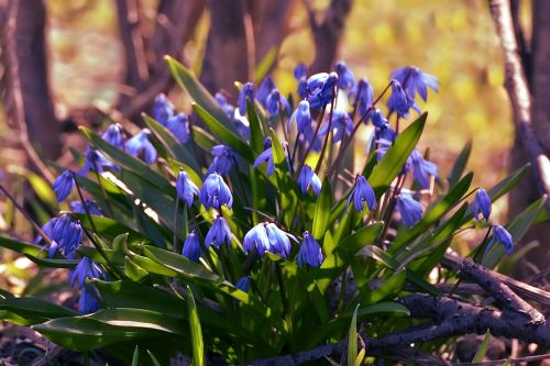 flower nature plant