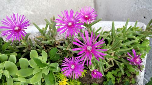 flower nature plant