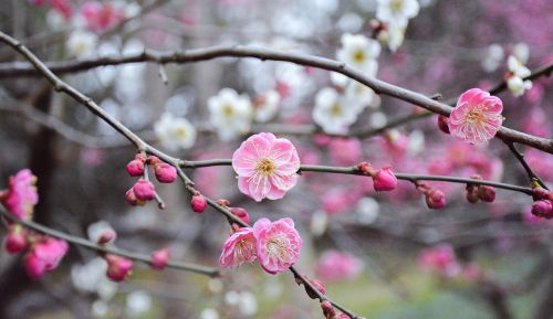 flower branch cherry wood