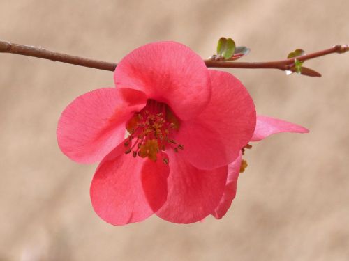 flower nature outdoors