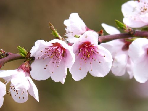 flower cherry nature