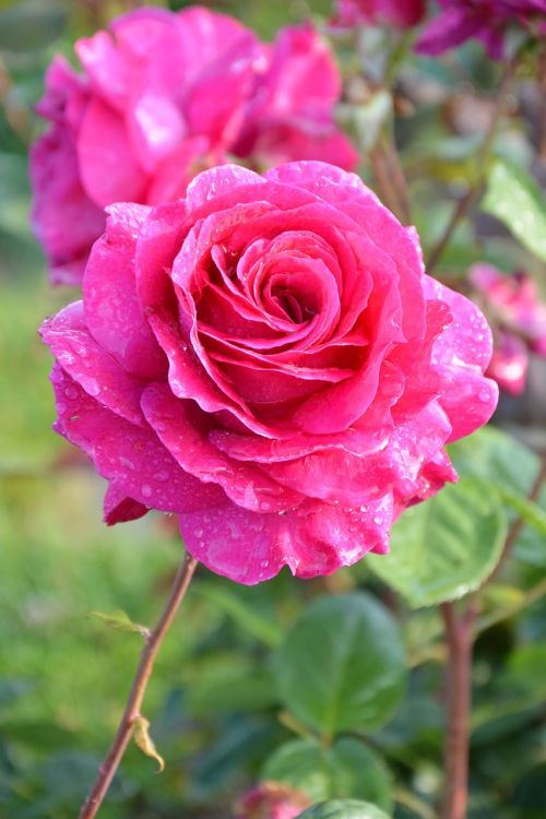 flower plant rose