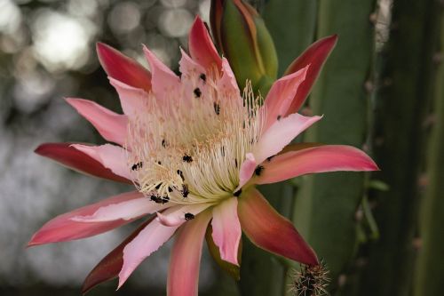 flower plant nature