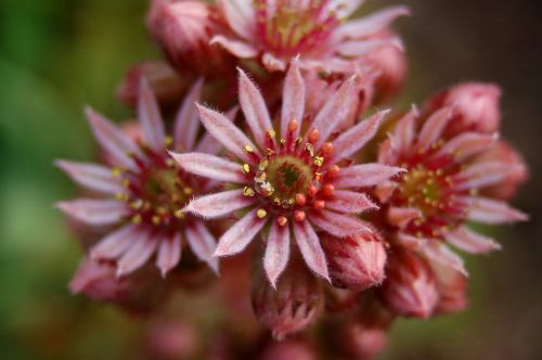 flower nature plant