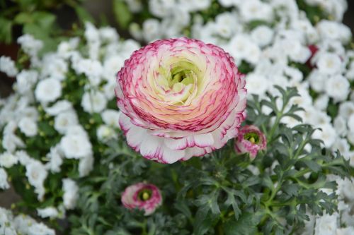 flower plant buttercup