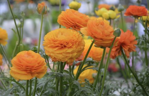 flower flowers buttercup d'anjou color orange
