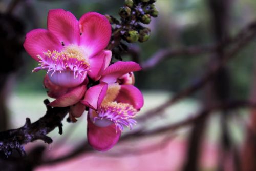 flower nature plant