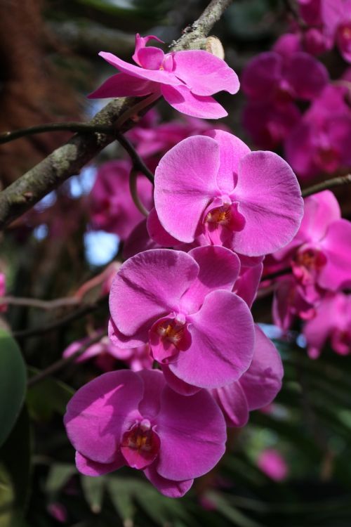 flower plant nature