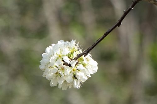 flower nature plant