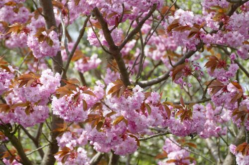 flower plant tree