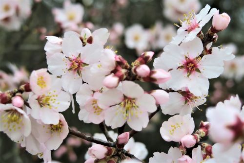 flower cherry branch