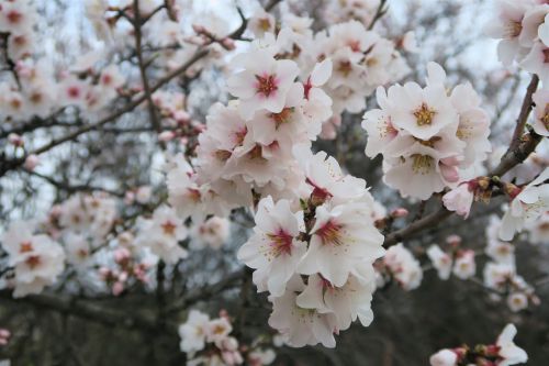 flower almond tree