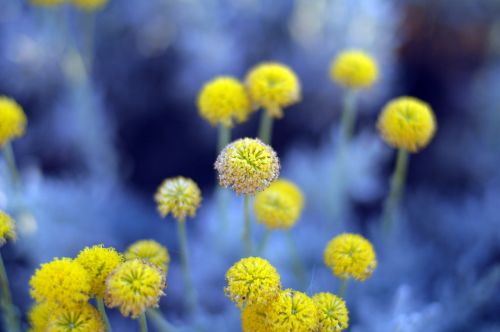 flower plant nature