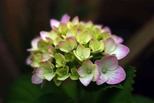 flower nature plant