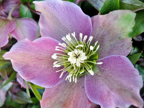 flower plant garden