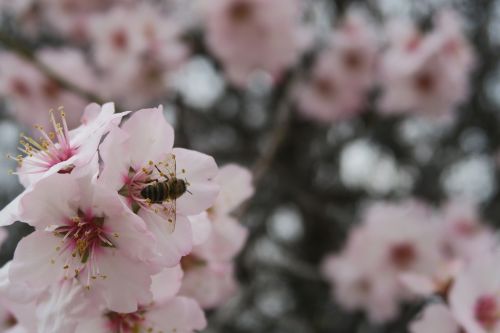 flower almond tree