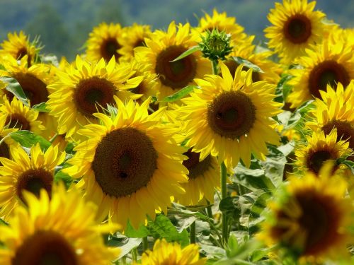 flower plant sunflower