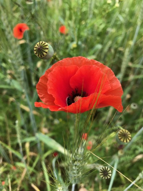 flower poppy nature